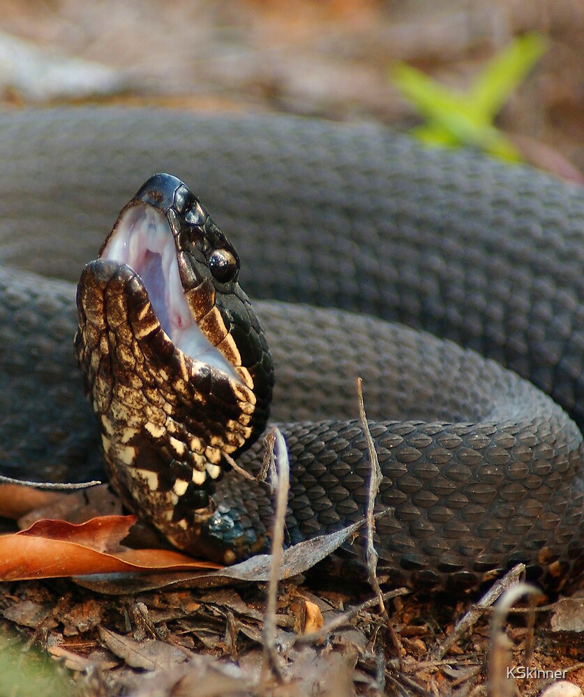 "Cottonmouth Moccasin Posed For Strike" by KSkinner Redbubble