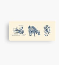 Menschliches Ohr-Anatomie-Diagramm Leinwanddruck