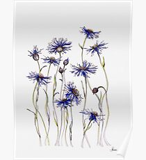 Blue Cornflowers Poster