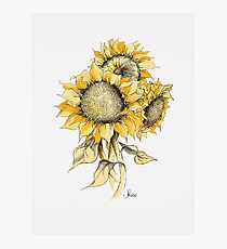 Gelbe Sonnenblumen Fotodruck