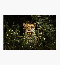 Award Winning Wildlife Photography | Jaguar Photographic Print