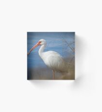 Ibis Portrait Acrylic Block