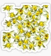 Daffodils Sticker