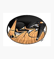 Yin Yang Hounds: A Redbubble exclusive design Photographic Print
