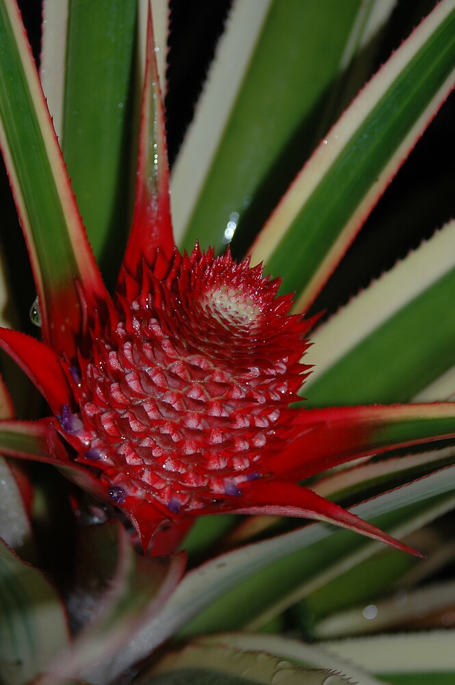 "Pink Pineapple Bromeliad 1" by Lynn Cropp Redbubble