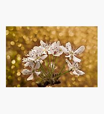 Spring Bloom Photographic Print