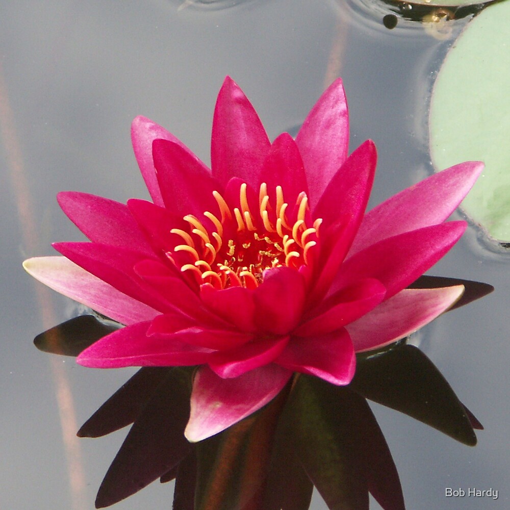 "Red Water Lily" by Bob Hardy Redbubble