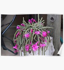 Rattail Cactus (Disocactus flagelliformis) Poster