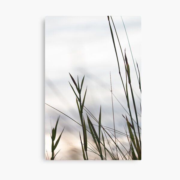 Grasses 2 Canvas Print