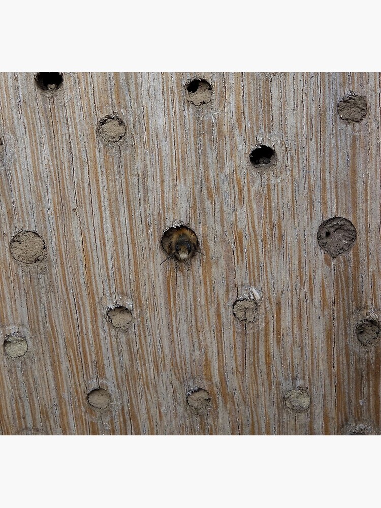 Emerging Mason Bee by gardenpictures