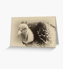 Rueppell's Vulture: After a shower Greeting Card