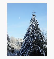 MORNING LIGHT ON SNOW COVERED TREE Photographic Print