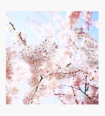 Blossoms Photographic Print