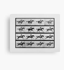 Animal Locomotion - 16 Frames Of Racehorse Annie G. Canvas Print