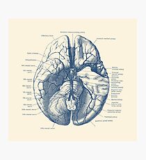 Human Brain Diagram Photographic Print