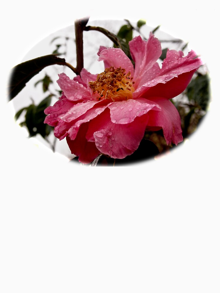 Raindrop Rose by douglasewelch