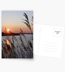 through the reeds Postcards