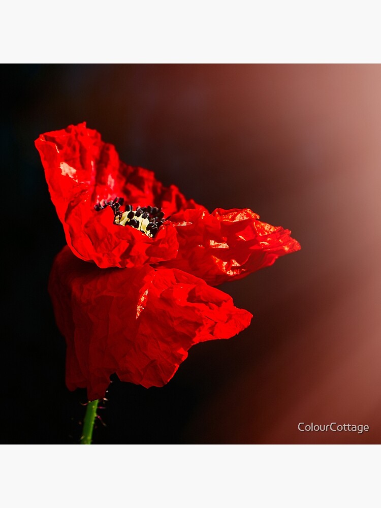 Red poppy 2 by ColourCottage