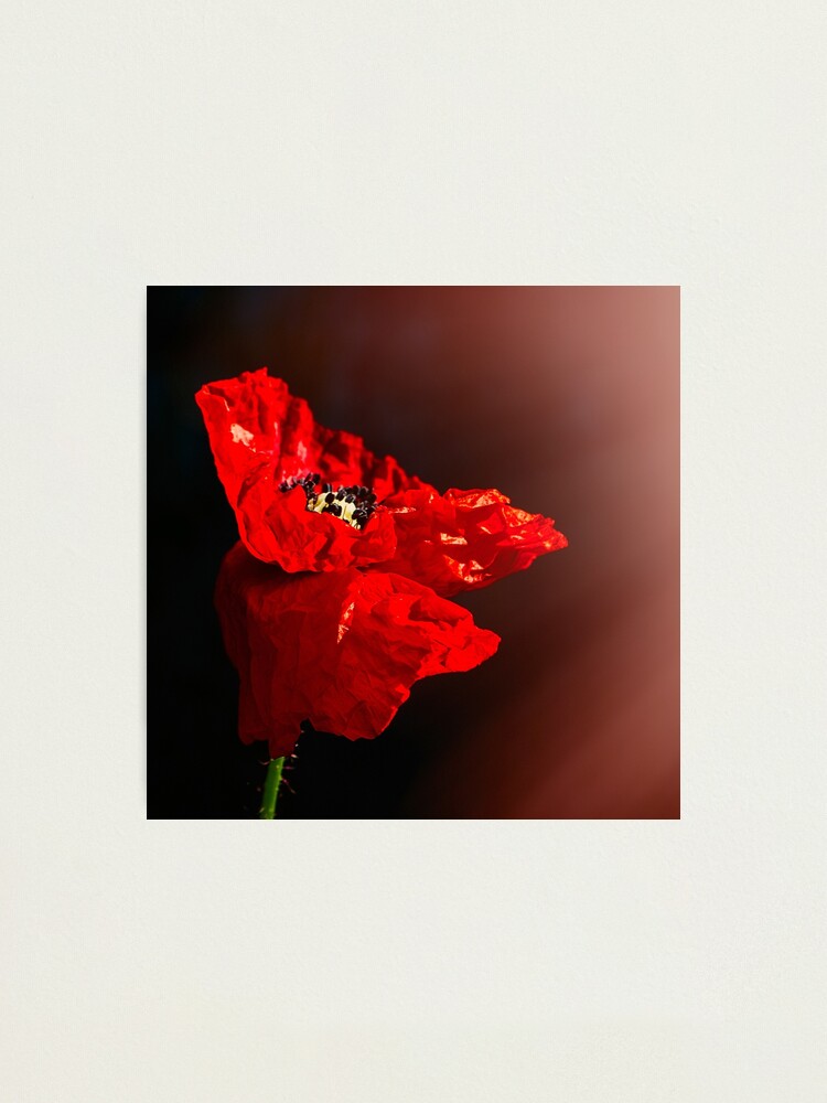 Alternate view of Red poppy 2 Photographic Print