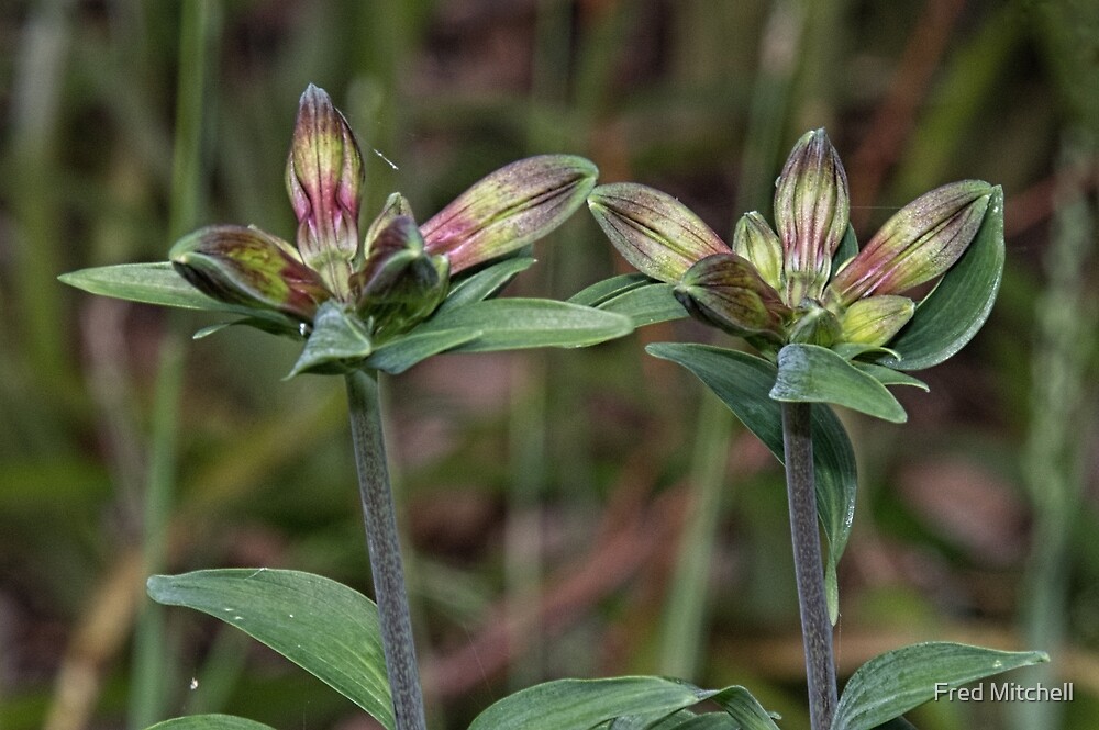 "Newest Group of Red Flowers Leith Park Victoria 20171211 1874 " by
