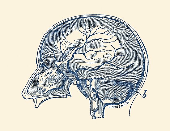 "Brain Diagram" Poster by VAposters | Redbubble
