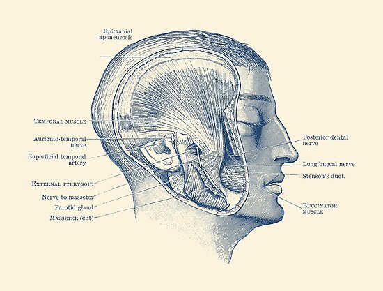 Muscle diagram face