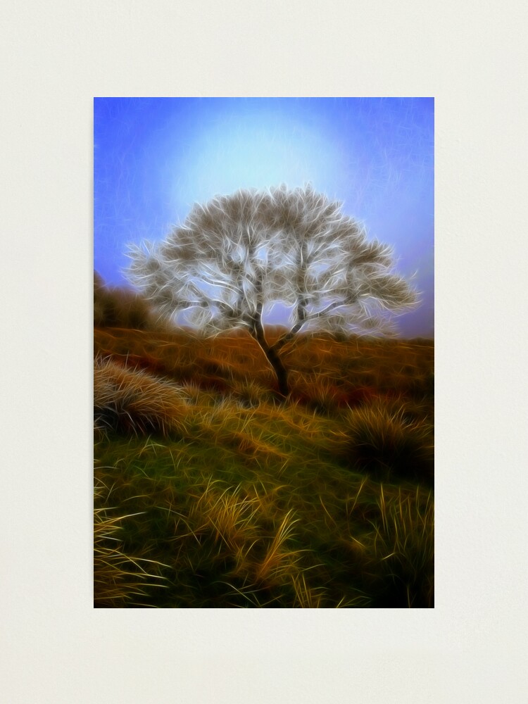 Alternate view of Tree du Fractalius Photographic Print
