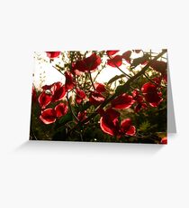 Flamboyant Greeting Card