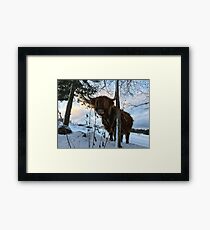 Scottish Highland Cattle Cow 1620 Framed Print