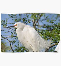 Snowy Egret Poster