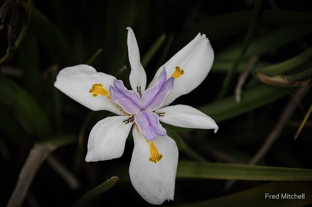 "Dietes Flower Leith Park Victoria 20171219 1933 " by Fred Mitchell