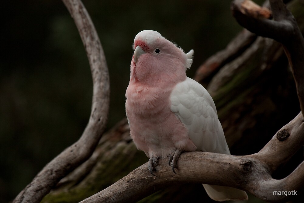 pink cockatoo for sale