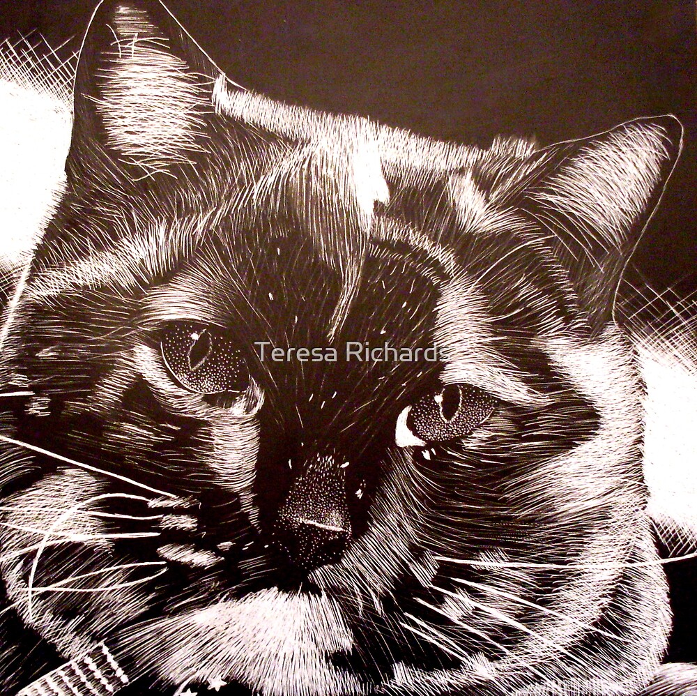 "Scratchboard Cat" by Teresa Richards Redbubble