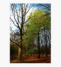 That one, that first green beech-tree! Photographic Print