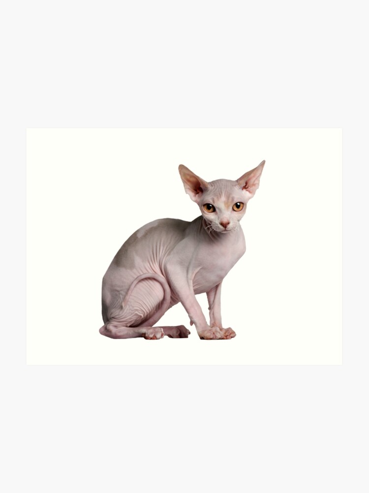 Sphynx Cat Color Chart