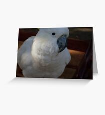 Cocky Cocky Greeting Card