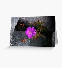 Bloody Cranesbill, Dun Aengus, Inishmore Greeting Card