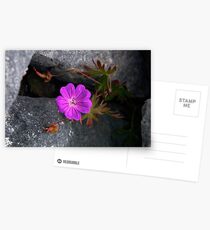 Bloody Cranesbill, Dun Aengus, Inishmore Postcards
