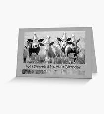 Birthday Cows, We Overherd Greeting Card