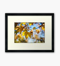 Yellow autumn leaves against blue sky Framed Print