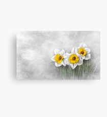 Daffodils Canvas Print