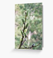 Salix Flowers Greeting Card