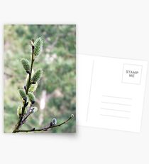 Salix Flowers Postcards