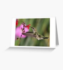 Palomino Valley Hummer Greeting Card