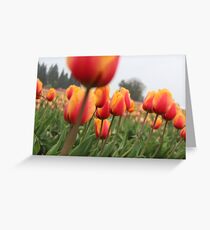 flaming tulips Greeting Card