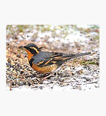 Handsome Male Varied Thrush Amid Snow and Seed Photographic Print