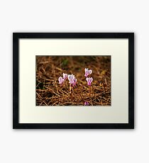 Purple spring flowers in dry pine needles Framed Print