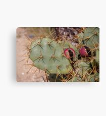 Opuntia prickly pear cactus with thorns and fruits, prickly close up Canvas Print