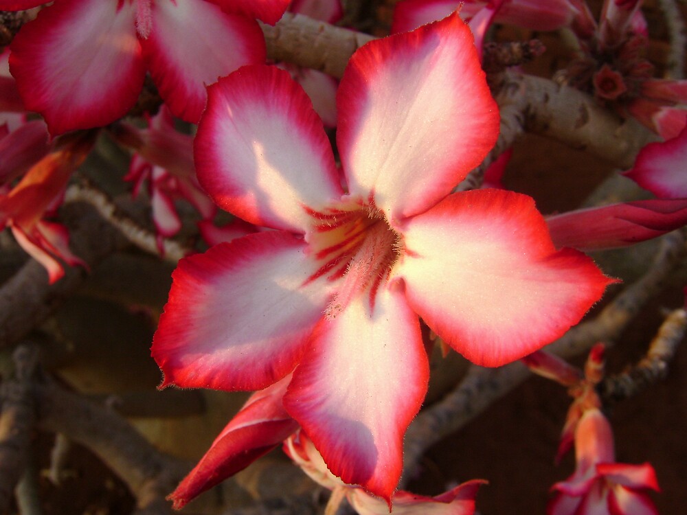 "Impala Lily" by Sassie Otto Redbubble