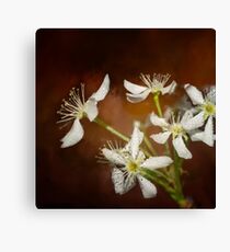 Spring bloom -3 Canvas Print